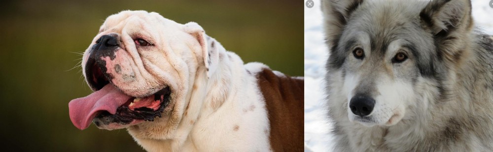 Wolfdog vs English Bulldog - Breed Comparison