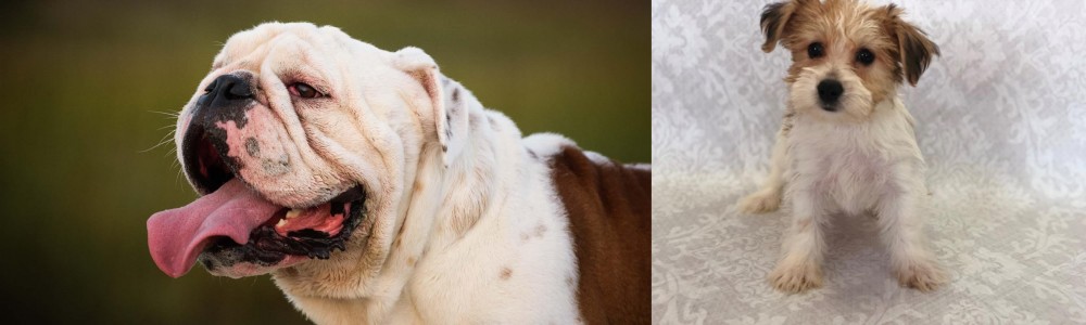 Yochon vs English Bulldog - Breed Comparison