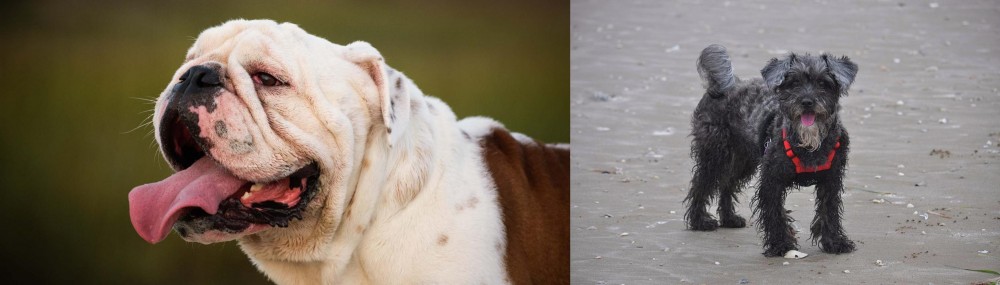 YorkiePoo vs English Bulldog - Breed Comparison