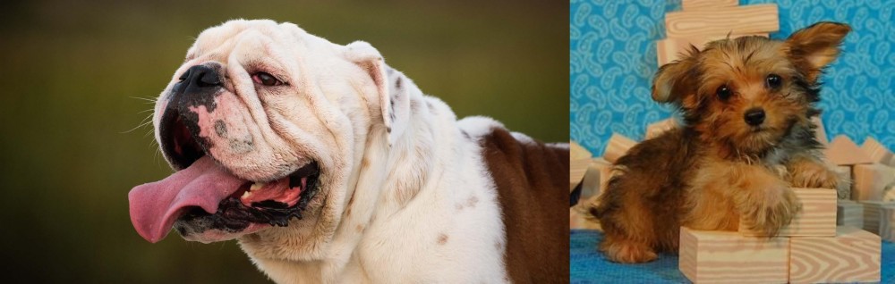 Yorkillon vs English Bulldog - Breed Comparison