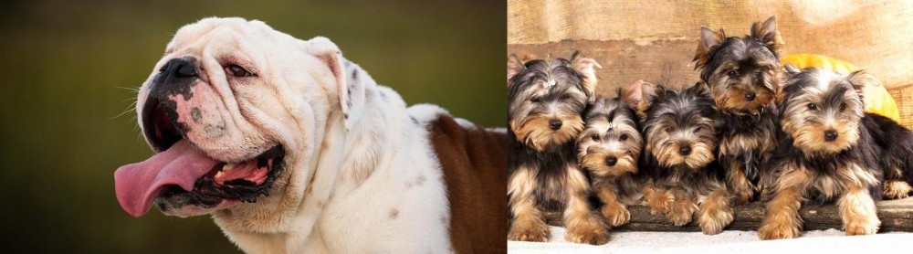 Yorkshire Terrier vs English Bulldog - Breed Comparison