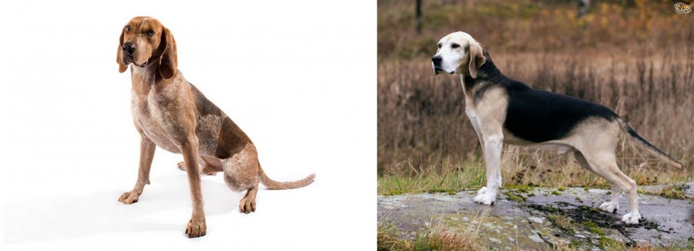 Dunker vs English Coonhound - Breed Comparison