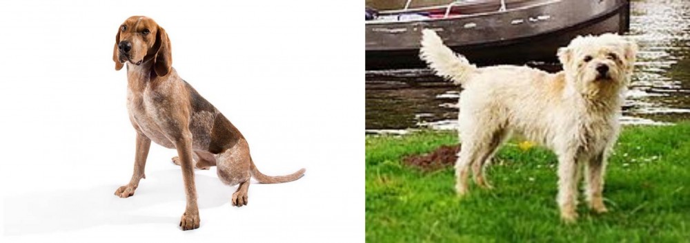 Dutch Smoushond vs English Coonhound - Breed Comparison