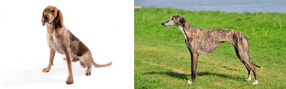 Galgo Espanol vs English Coonhound - Breed Comparison
