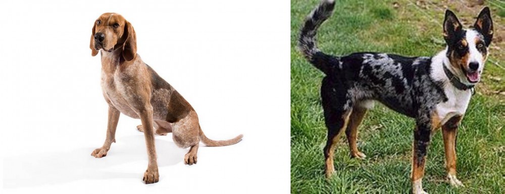 German Coolie vs English Coonhound - Breed Comparison