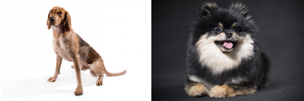 German Spitz (Klein) vs English Coonhound - Breed Comparison