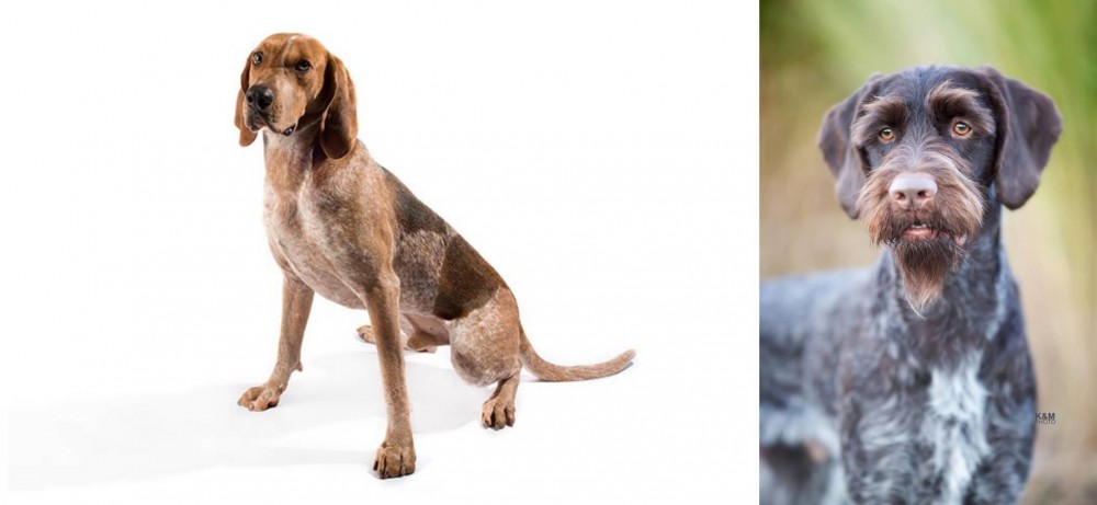 German Wirehaired Pointer vs English Coonhound - Breed Comparison
