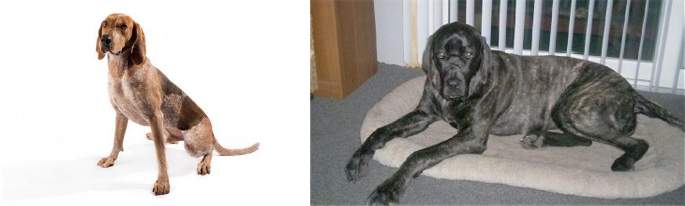 Giant Maso Mastiff vs English Coonhound - Breed Comparison