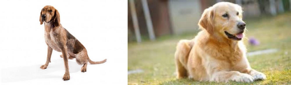 Goldador vs English Coonhound - Breed Comparison