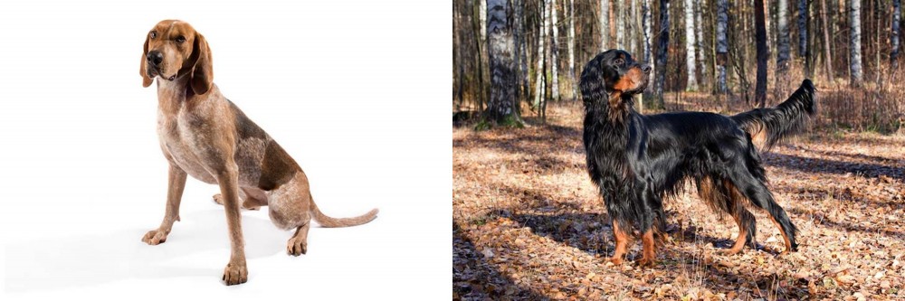 Gordon Setter vs English Coonhound - Breed Comparison
