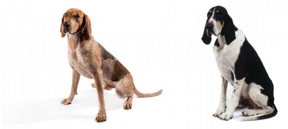 Grand Anglo-Francais Blanc et Noir vs English Coonhound - Breed Comparison