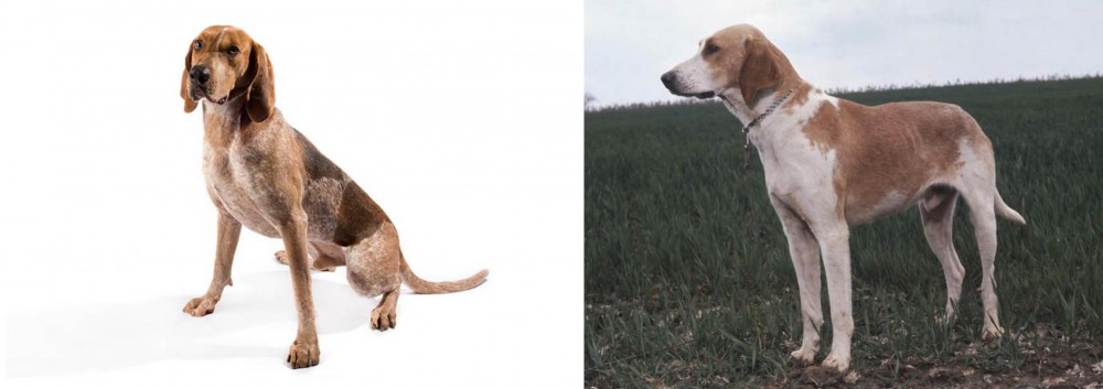 Grand Anglo-Francais Blanc et Orange vs English Coonhound - Breed Comparison