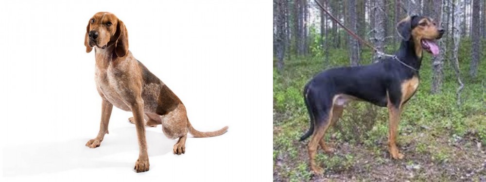 Greek Harehound vs English Coonhound - Breed Comparison