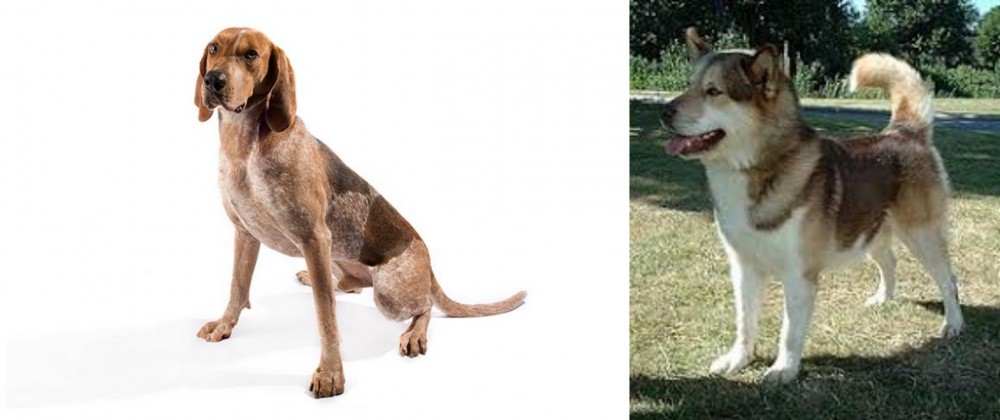 Greenland Dog vs English Coonhound - Breed Comparison