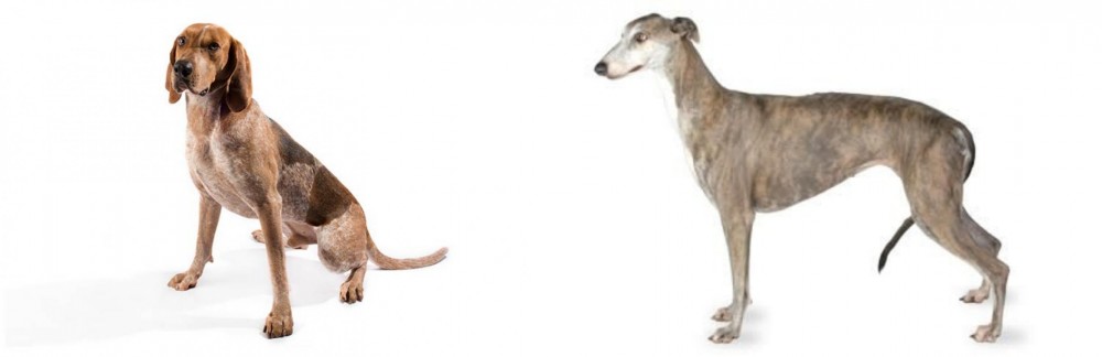 Greyhound vs English Coonhound - Breed Comparison