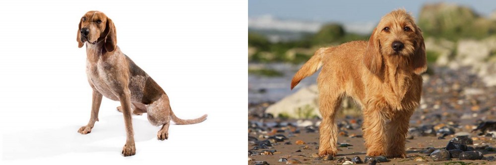 Griffon Fauve de Bretagne vs English Coonhound - Breed Comparison
