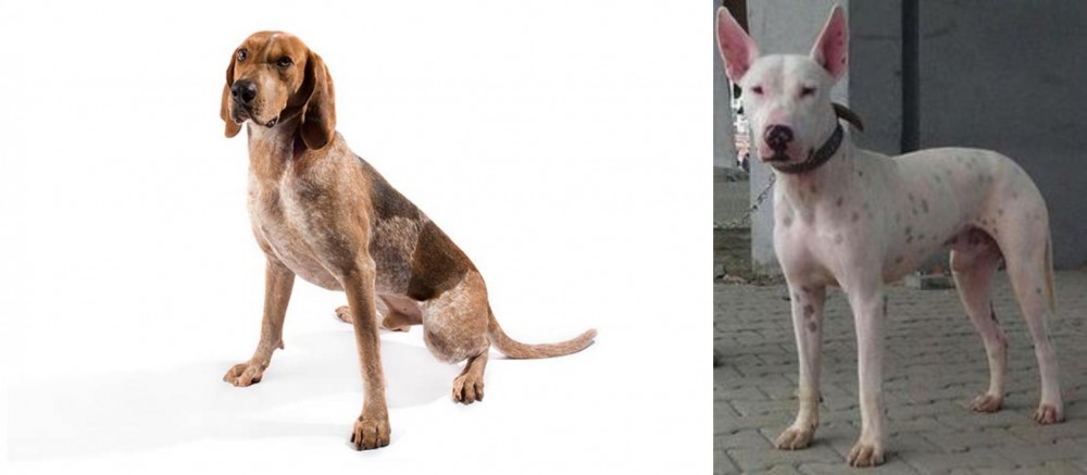 Gull Terr vs English Coonhound - Breed Comparison
