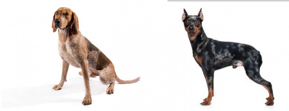 Harlequin Pinscher vs English Coonhound - Breed Comparison