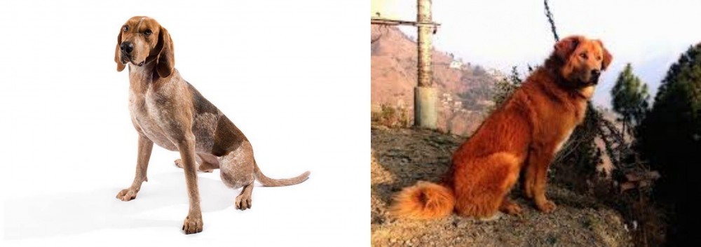 Himalayan Sheepdog vs English Coonhound - Breed Comparison