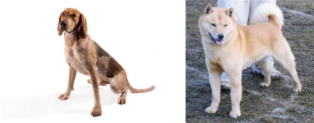 Hokkaido vs English Coonhound - Breed Comparison