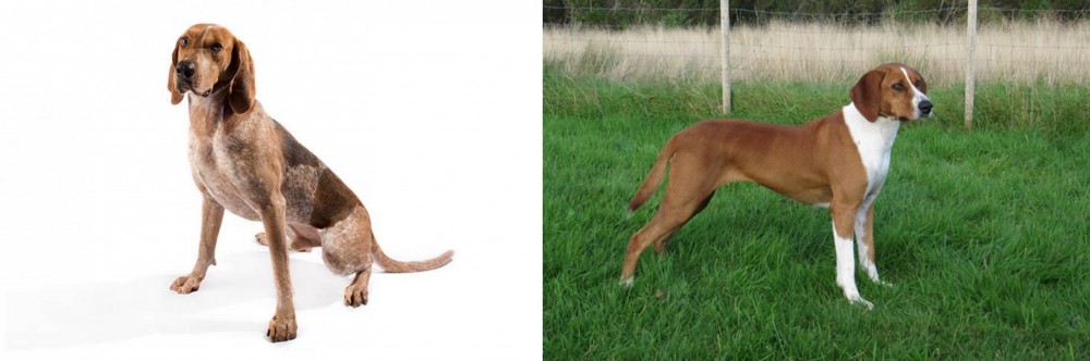 Hygenhund vs English Coonhound - Breed Comparison