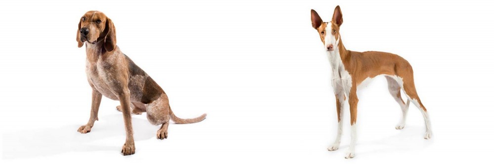 Ibizan Hound vs English Coonhound - Breed Comparison