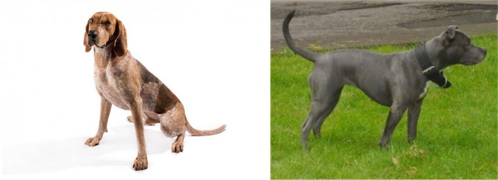Irish Bull Terrier vs English Coonhound - Breed Comparison