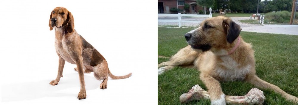 Irish Mastiff Hound vs English Coonhound - Breed Comparison