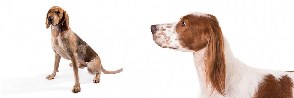 Irish Red and White Setter vs English Coonhound - Breed Comparison