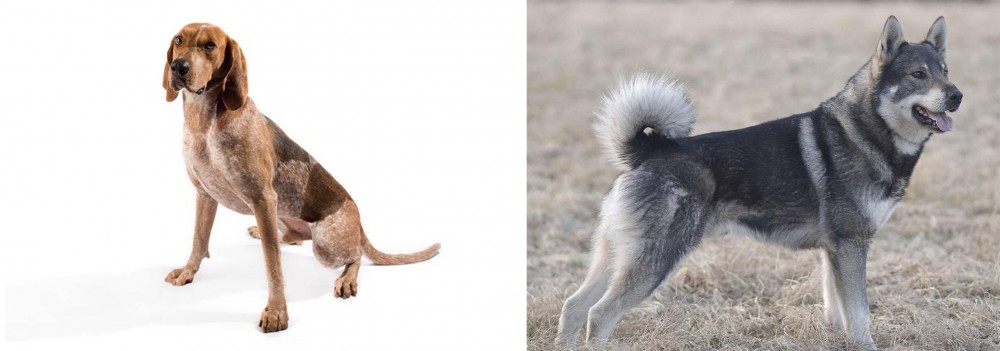 Jamthund vs English Coonhound - Breed Comparison