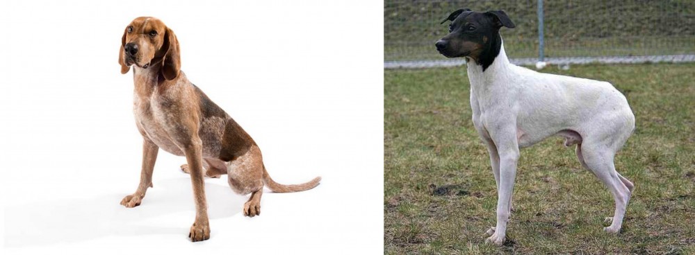 Japanese Terrier vs English Coonhound - Breed Comparison