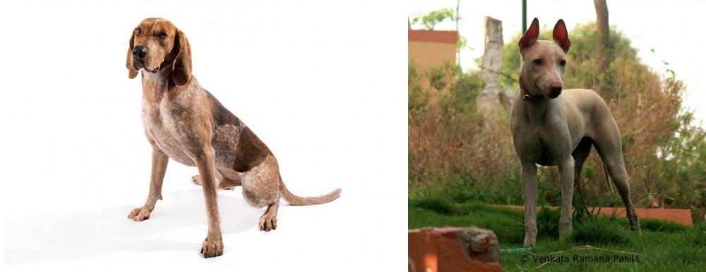 Jonangi vs English Coonhound - Breed Comparison