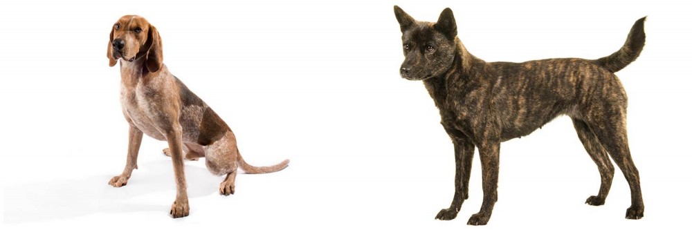 Kai Ken vs English Coonhound - Breed Comparison