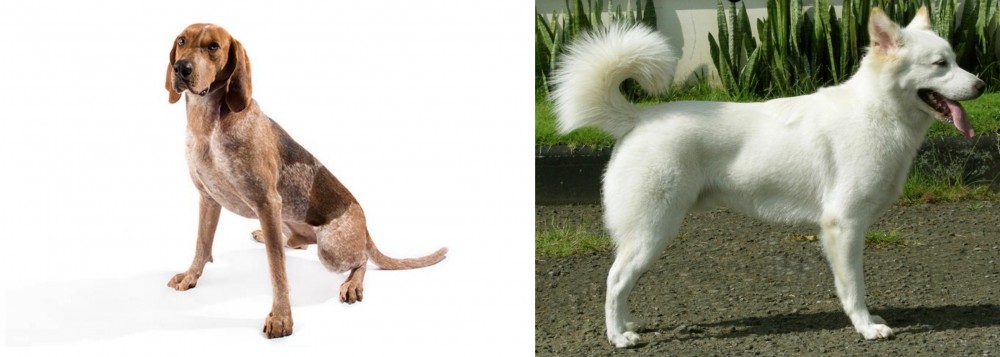 Kintamani vs English Coonhound - Breed Comparison