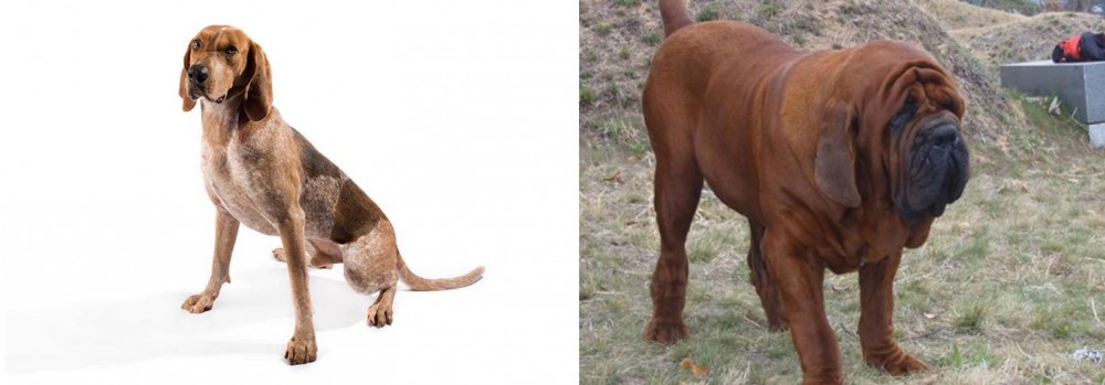 Korean Mastiff vs English Coonhound - Breed Comparison