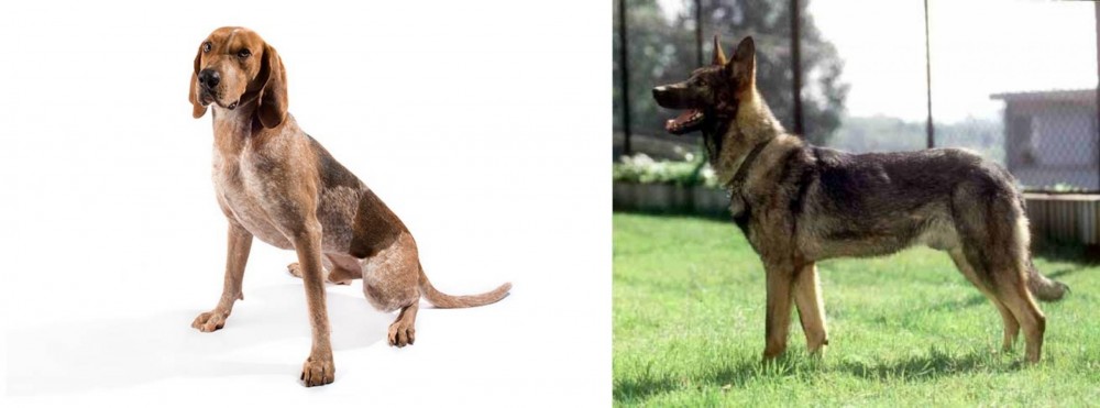 Kunming Dog vs English Coonhound - Breed Comparison