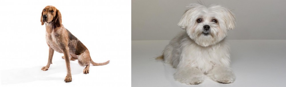 Kyi-Leo vs English Coonhound - Breed Comparison