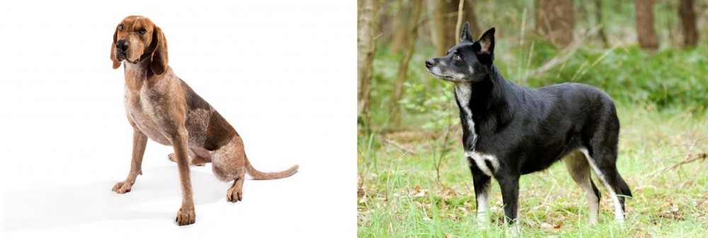 Lapponian Herder vs English Coonhound - Breed Comparison