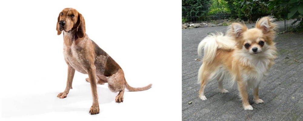 Long Haired Chihuahua vs English Coonhound - Breed Comparison