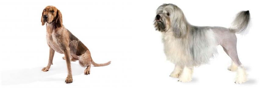 Lowchen vs English Coonhound - Breed Comparison