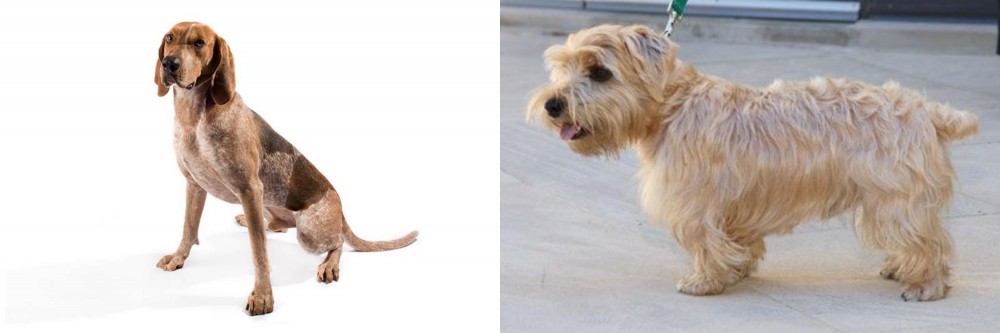 Lucas Terrier vs English Coonhound - Breed Comparison