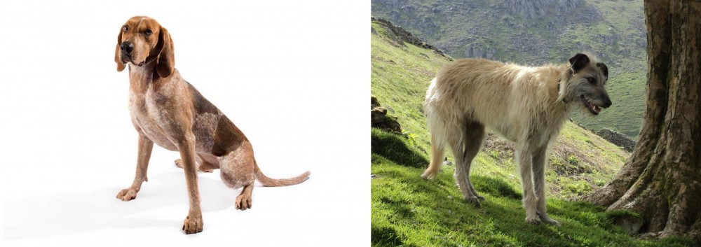 Lurcher vs English Coonhound - Breed Comparison
