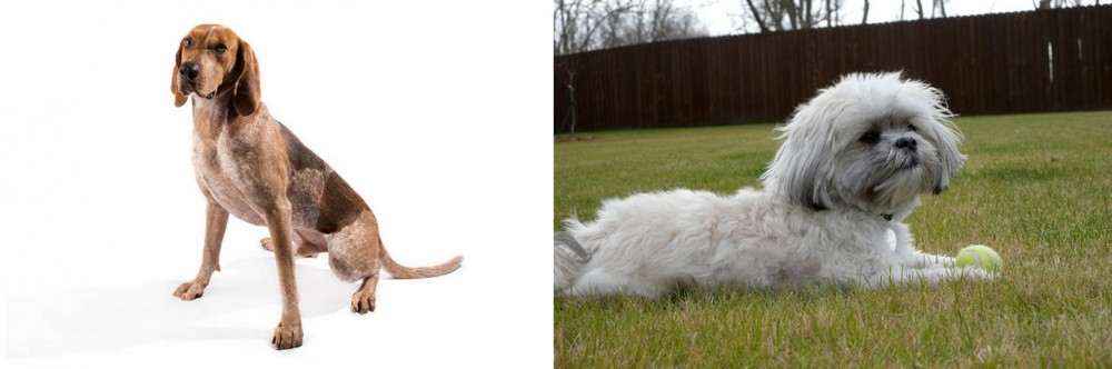Mal-Shi vs English Coonhound - Breed Comparison