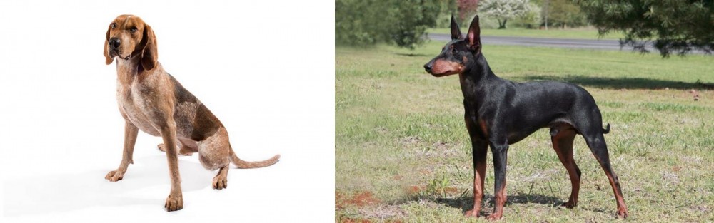 Manchester Terrier vs English Coonhound - Breed Comparison