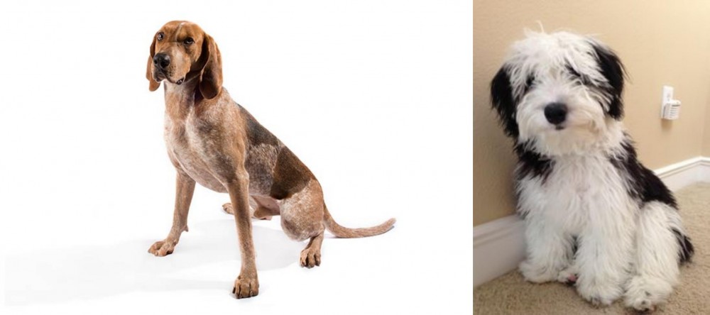 Mini Sheepadoodles vs English Coonhound - Breed Comparison