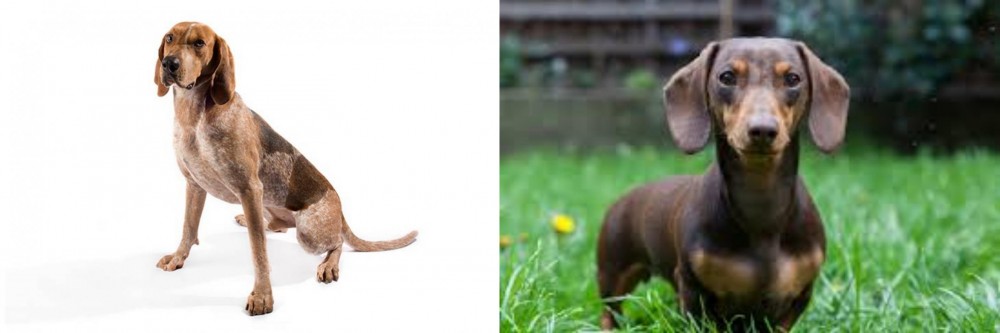 Miniature Dachshund vs English Coonhound - Breed Comparison