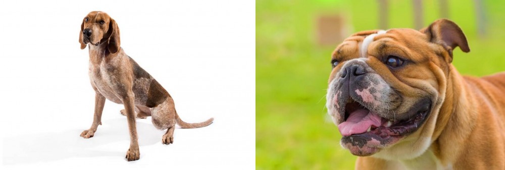 Miniature English Bulldog vs English Coonhound - Breed Comparison