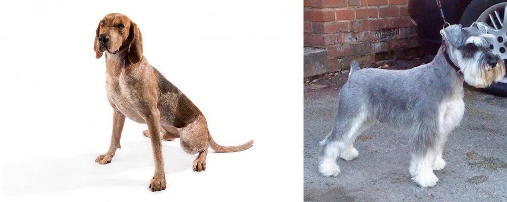 Miniature Schnauzer vs English Coonhound - Breed Comparison