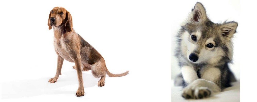 Miniature Siberian Husky vs English Coonhound - Breed Comparison