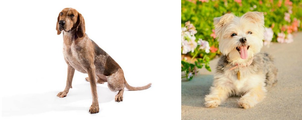 Morkie vs English Coonhound - Breed Comparison